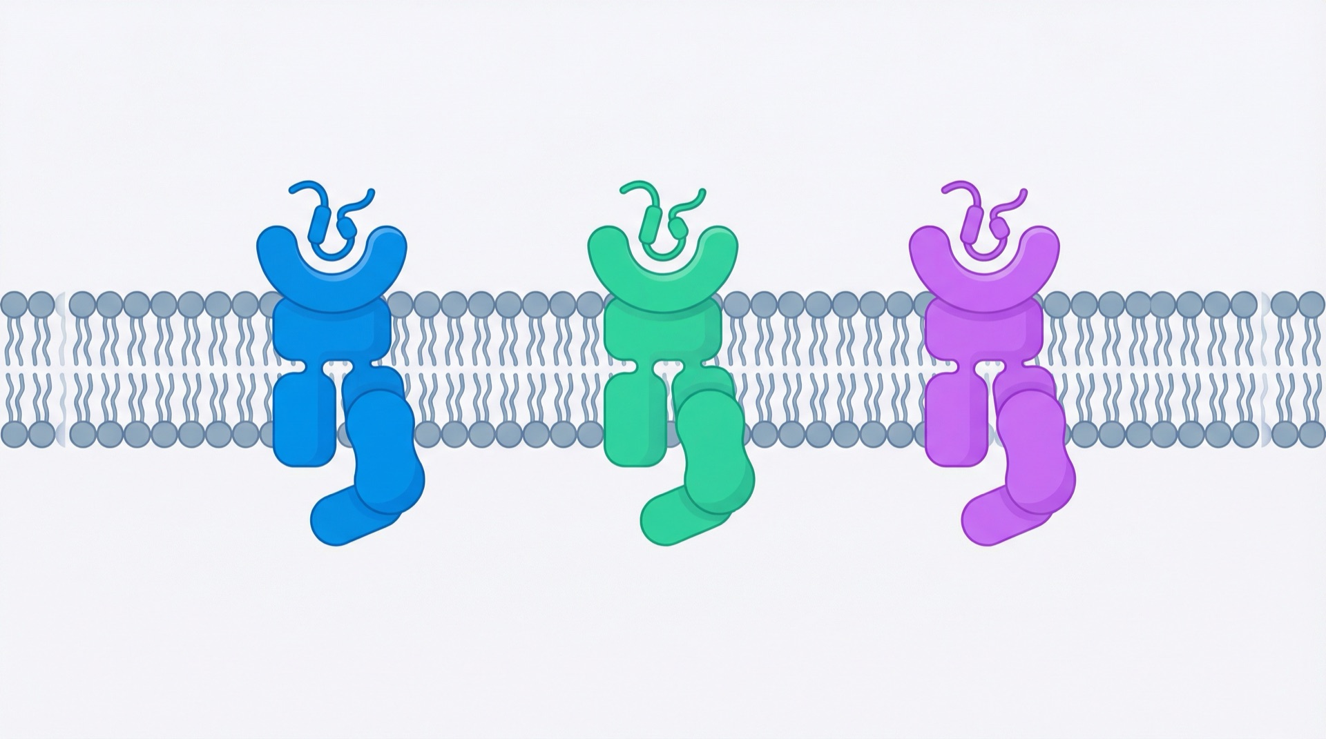 GLP-1-, GIP- und Glukagon-Rezeptoren auf der Zellmembran