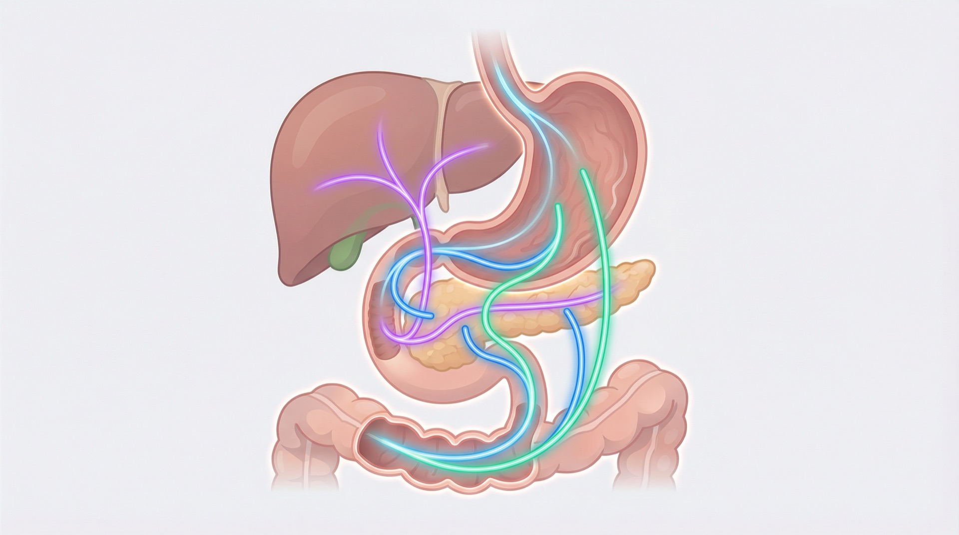 Diagramm des Inkretinsystems im Verdauungstrakt